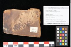 Foto (Objekt + Etikett) von Quercus palaeoilex Ettingshausen (NHMW-GEO-2024-0188-0897)